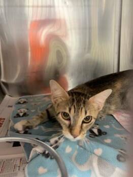 Micaya -  Domestic Short Hair Cat for Adoption in San Antonio, Texas - Micaya | PetCurious