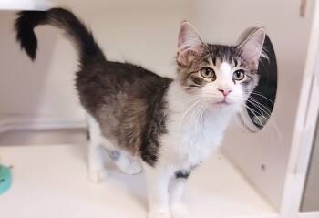 Rescue Domestic Medium Hair Cats for Adoption in Prairie Du Chien, Wisconsin - Jinx | PetCurious