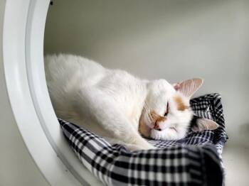 Penne -  Domestic Short Hair Cat Available for Adoption - Penne | PetCurious