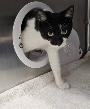 A571723 -  Domestic Short Hair Cat for Adoption - A571723 | PetCurious