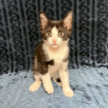 Sylvester -  Domestic Short Hair Cat for Adoption in Waterloo, Iowa - Sylvester | PetCurious