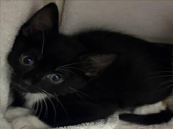 DODGE -  Domestic Short Hair Cat for Adoption in Derwood, Maryland - DODGE | PetCurious