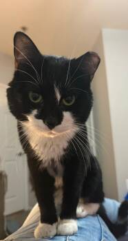 Domestic Short Hair Cats Available for Adoption - Duke Wellington (DC) | PetCurious