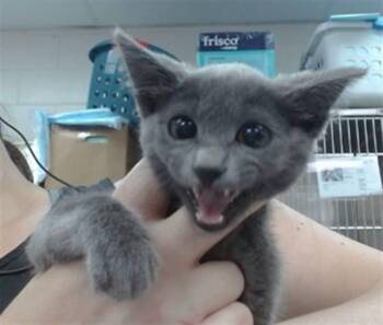 RAYA -  Domestic Short Hair Cat for Adoption in Salinas, California - RAYA | PetCurious