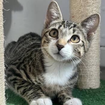 Domestic Short Hair Cats Available for Adoption - Asterisk | PetCurious