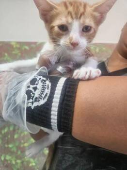 Berlioz -  Domestic Short Hair Cat for Adoption in San Antonio, Texas - Berlioz | PetCurious