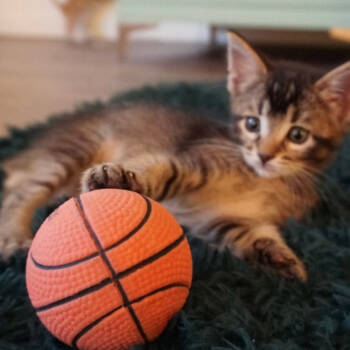 Rescue Domestic Short Hair Cats for Adoption in San Pablo, California - Callie | PetCurious