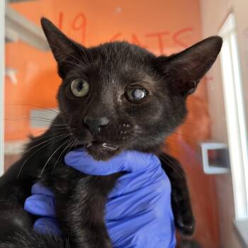 Raspberry -  Domestic Short Hair Cat for Adoption in Kanab, Utah - Raspberry | PetCurious
