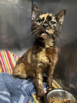 *FIERA -  Domestic Medium Hair Cat for Adoption in Woodland, California - *FIERA | PetCurious