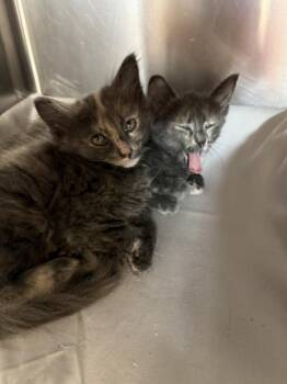 Ducky -  Domestic Short Hair Cat for Adoption in Sevierville, Tennessee - Ducky | PetCurious