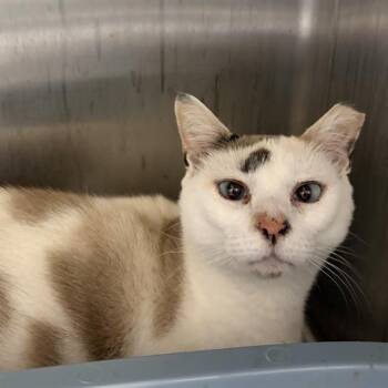 ANGEL LLOYD -  Domestic Short Hair Cat for Adoption in Barnstable, Massachusetts - ANGEL LLOYD | PetCurious