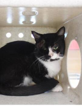 HARVEY DENT -  American Shorthair and Domestic Short Hair Cat for Adoption in Kenansville, North Carolina - HARVEY DENT | PetCurious