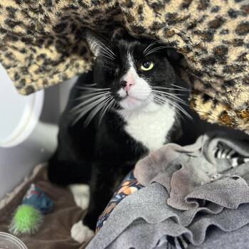 Christoff -  Domestic Short Hair Cat for Adoption in Salt Lake City, Utah - Christoff | PetCurious