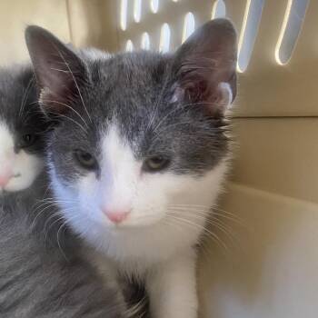 Denali -  Domestic Medium Hair Cat for Adoption in Chapel Hill, North Carolina - Denali | PetCurious