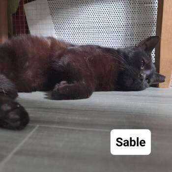 Sable - R33 Charles F Green 2 -  American Shorthair Cat for Adoption in Westport, Connecticut - Sable - R33 Charles F Green 2 | PetCurious