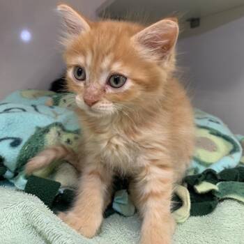 Shirley -  Domestic Short Hair Cat for Adoption in Redwood City, California - Shirley | PetCurious
