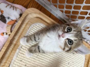 Apolla -  Domestic Short Hair Cat for Adoption in Olean, New York - Apolla | PetCurious