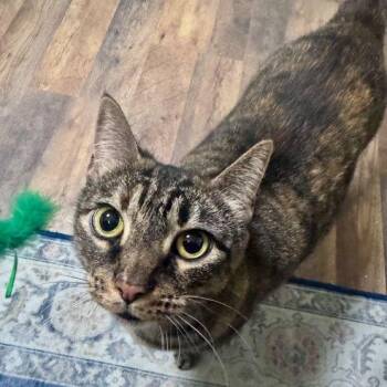 Tally -  Torbie and Domestic Short Hair Cat for Adoption in Tulsa, Oklahoma - Tally | PetCurious