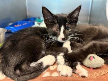 THEODORE ROOSEVELT -  Domestic Short Hair Cat for Adoption in Antioch, California - THEODORE ROOSEVELT | PetCurious