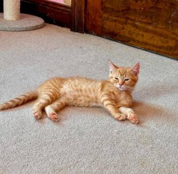 Custard -  Domestic Short Hair Cat for Adoption in Gorham, Maine - Custard | PetCurious