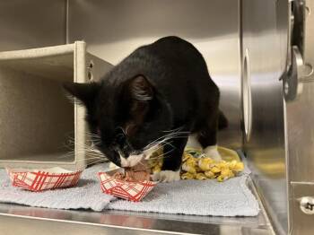 Domestic Short Hair Cats Available for Adoption in Kent, Washington - RHUBARB | PetCurious