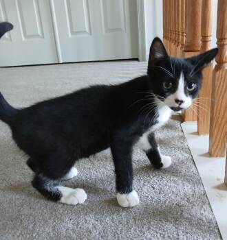 Mario -  Domestic Short Hair Cat for Adoption - Mario | PetCurious