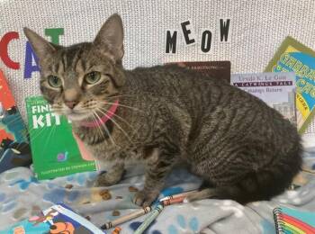 COSMO -  Domestic Short Hair Cat for Adoption - COSMO | PetCurious