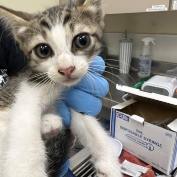 Pollen -  Domestic Short Hair Cat for Adoption in Galveston, Texas - Pollen | PetCurious
