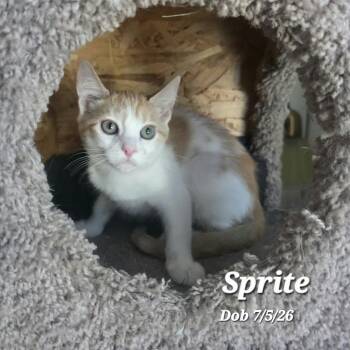 Sprite -  Domestic Short Hair Cat for Adoption in Clayton, California - Sprite | PetCurious