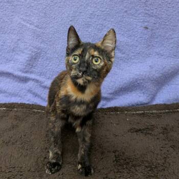 Sardis (Pre-Adoption) -  Domestic Short Hair Cat for Adoption in Chilliwack, British Columbia - Sardis (Pre-Adoption) | PetCurious
