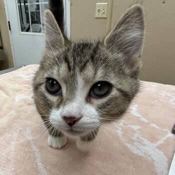 Cajun -  Domestic Short Hair Cat for Adoption in Naperville, Illinois - Cajun | PetCurious
