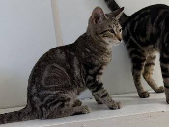 Havarti -  Domestic Short Hair Cat for Adoption in Hilton Head Island, South Carolina - Havarti | PetCurious
