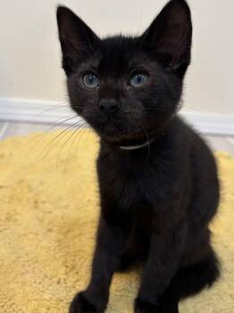 Soot -  Domestic Short Hair Cat for Adoption in Ephrata, Washington - Soot | PetCurious