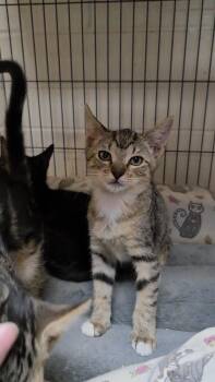 Lemon -  Domestic Short Hair Cat for Adoption in Charleston, South Carolina - Lemon | PetCurious