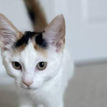 Opal -  Domestic Short Hair Cat for Adoption in Farmington Hills, Michigan - Opal | PetCurious
