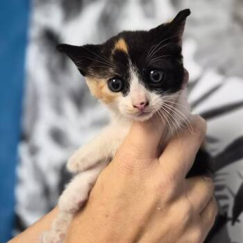 Domestic Short Hair Cats Available for Adoption in Wahiawa, Hawaii - Jeriah | PetCurious