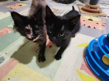 Domestic Short Hair Cats Available for Adoption in Wheaton, Illinois - Ace | PetCurious