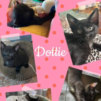 Dottie -  Domestic Short Hair Cat for Adoption in Orangevale, California - Dottie | PetCurious