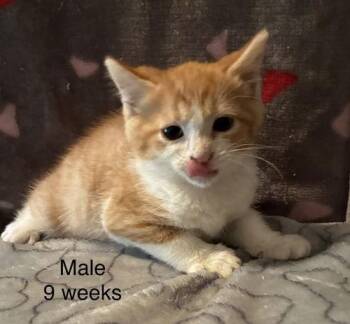 Rescue Domestic Short Hair Cats for Adoption in Pottstown, Pennsylvania - Fred | PetCurious