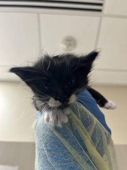 ORBIT -  Domestic Long Hair Cat for Adoption in Las Vegas, Nevada - ORBIT | PetCurious