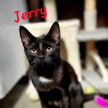 Jerry -  Domestic Short Hair Cat for Adoption in Hazlet, New Jersey - Jerry | PetCurious