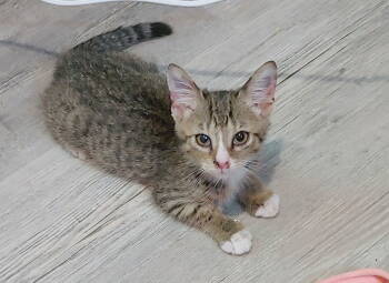 Rescue Domestic Short Hair Cats for Adoption in Pompano Beach, Florida - Dusty | PetCurious