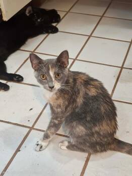 American Shorthair Cats Available for Adoption - Sansa  | PetCurious