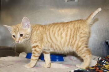 TATOR TOT -  Domestic Short Hair Cat for Adoption in Brazil, Indiana - TATOR TOT | PetCurious