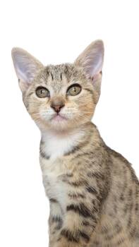 Lenny -  Tabby and Domestic Short Hair Cat for Adoption in Miami, Florida - Lenny | PetCurious