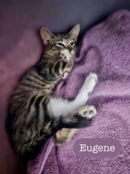 Eugene -  Domestic Short Hair Cat for Adoption in Chalfont, Pennsylvania - Eugene | PetCurious