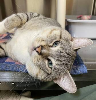 Yosemite Sam -  Domestic Short Hair and Siamese Cat for Adoption in Fargo, North Dakota - Yosemite Sam | PetCurious