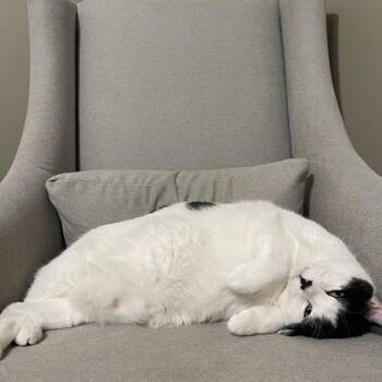 Domestic Short Hair Cats Available for Adoption in Rochester, Minnesota - George | PetCurious