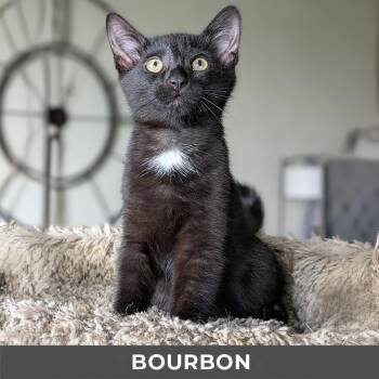 Bourbon -  Domestic Short Hair Cat for Adoption in Toronto, Ontario - Bourbon | PetCurious