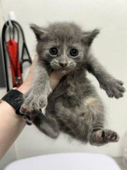 Lynette -  Domestic Short Hair Cat for Adoption in West Chester, Pennsylvania - Lynette | PetCurious